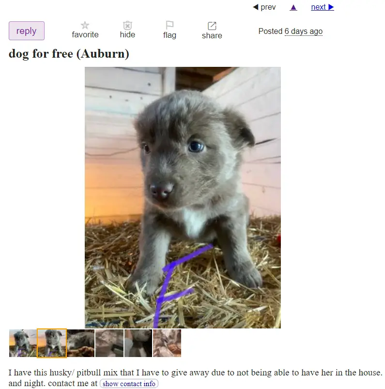 Free dog craigslist post from a potential puppy mill operator, depicting a very cute gray puppy maybe 3 weeks old